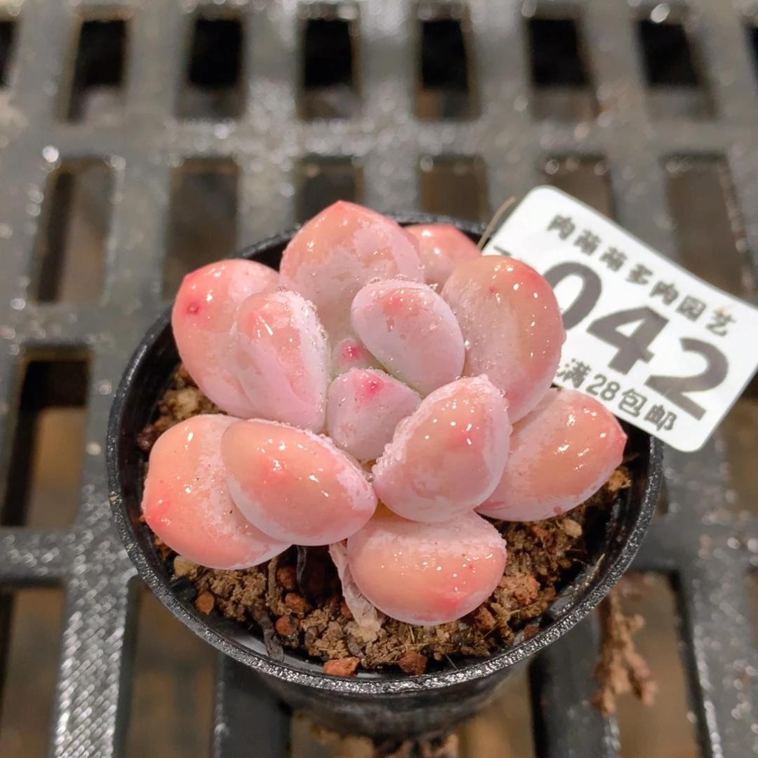 肉萌萌拇指盆精控多肉ZZ042