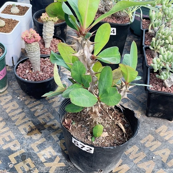 672大花虎刺梅植物