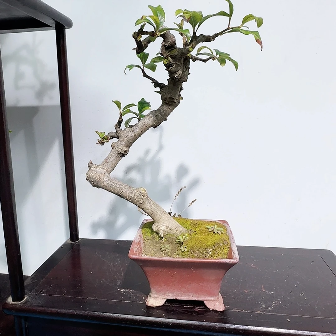 红陶宏***贸木瓜海棠带盆包邮