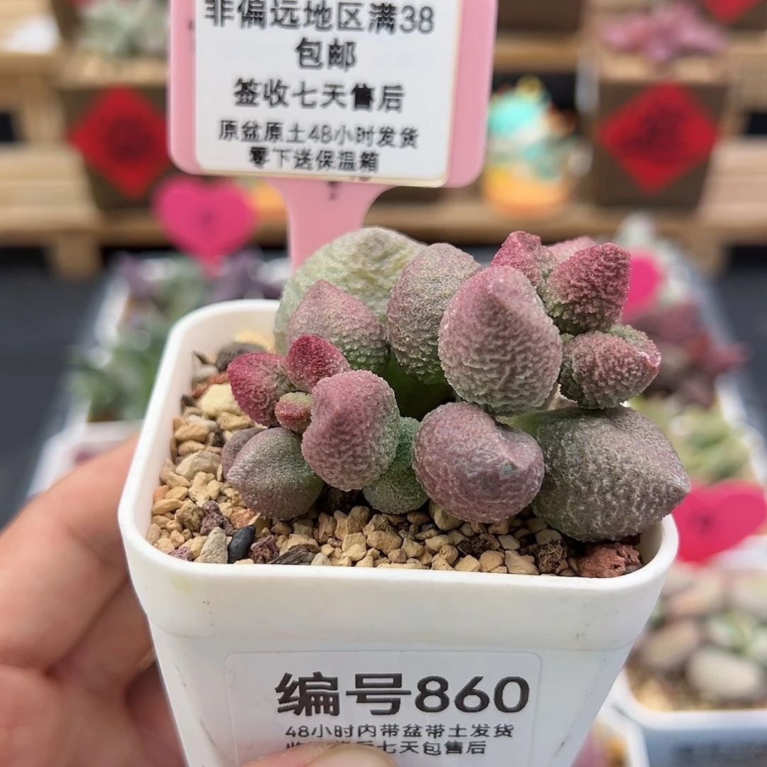 860水蜜桃水泡多肉