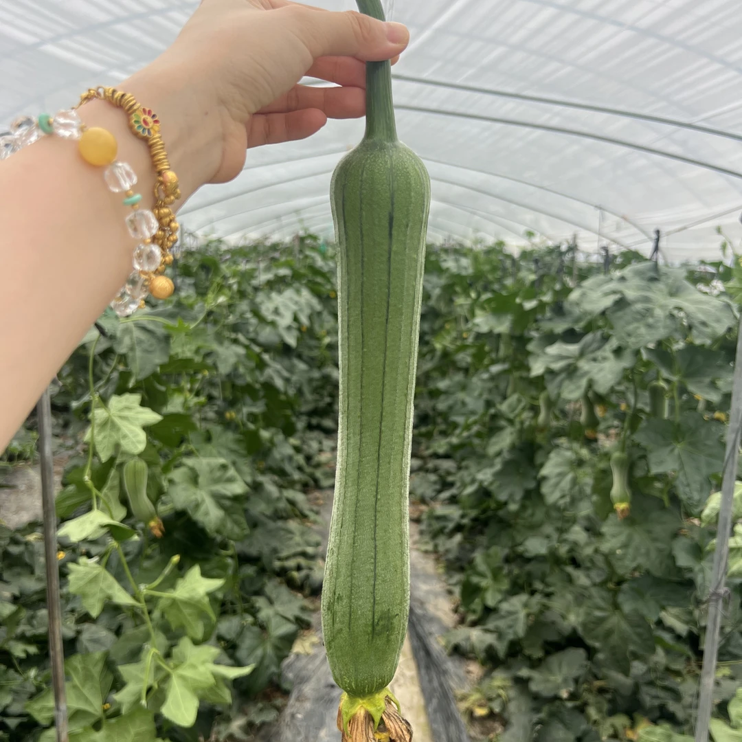 嘉兴本地油丝瓜，又叫奶油丝瓜，3斤装顺丰包邮到家新鲜