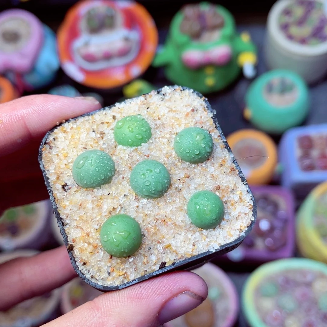 052生石花带盆发