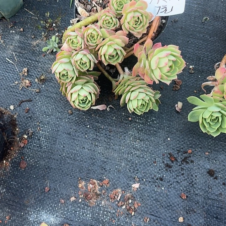 淡***然多肉植物一物一拍淡然