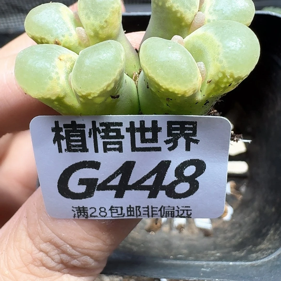 多肉植物的人生fghb