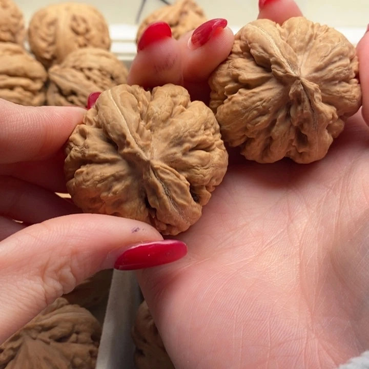 五***木霸王龙全品无修一刀没动