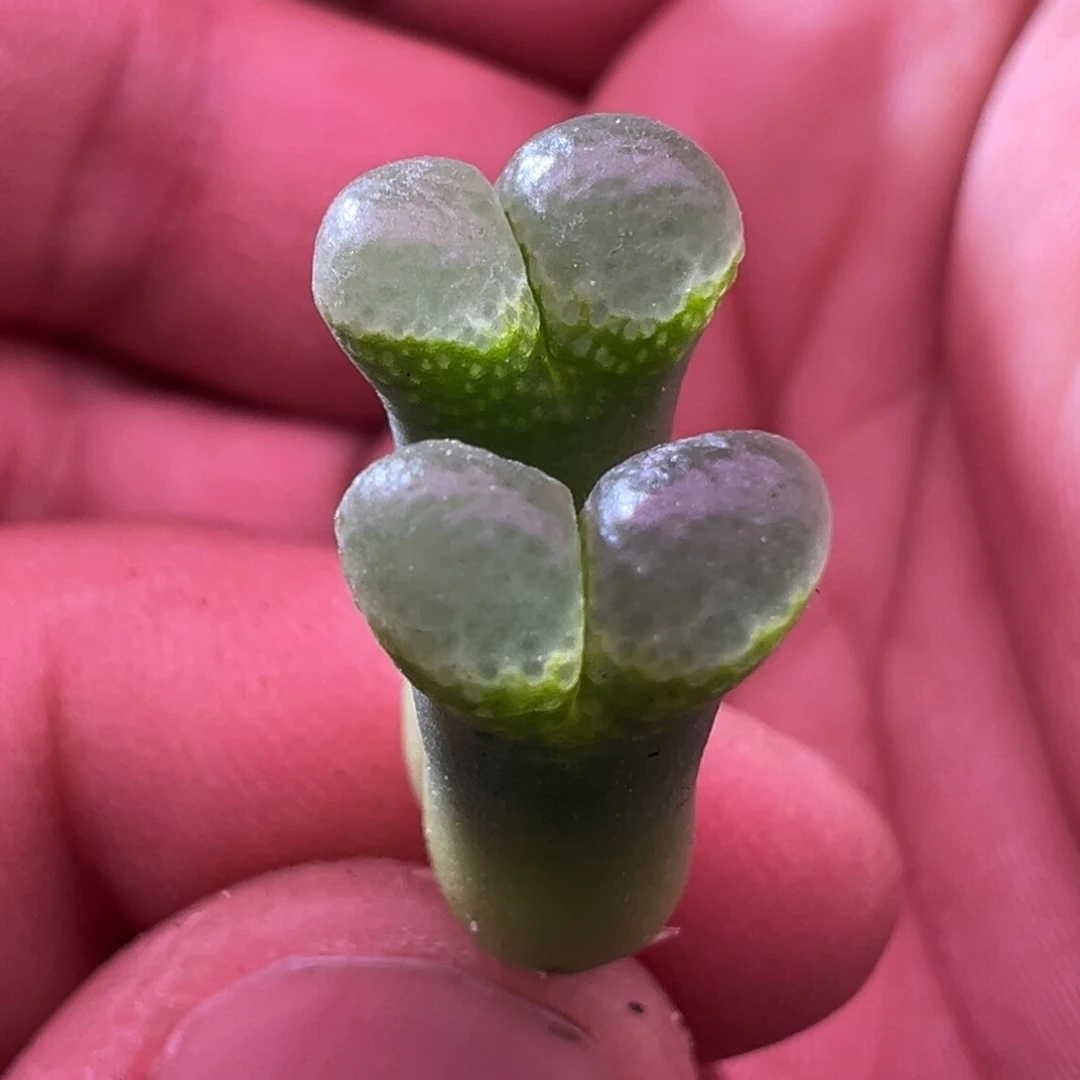 414开播福利绿泡泡窗风铃一颗