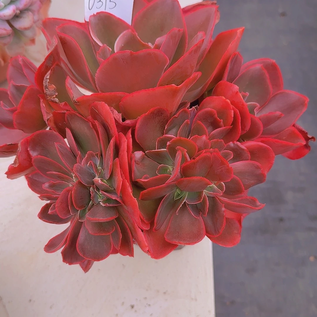 0315酒杯玫瑰多肉植物