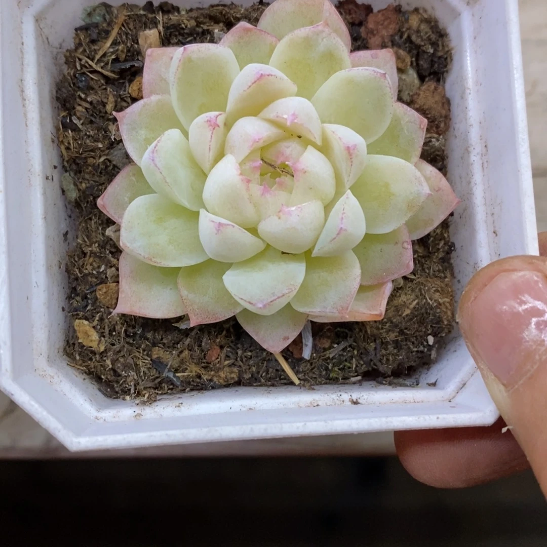 精品多肉一物一拍不包整91