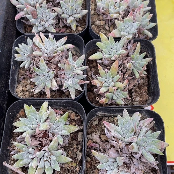 白菊群带盆土发货