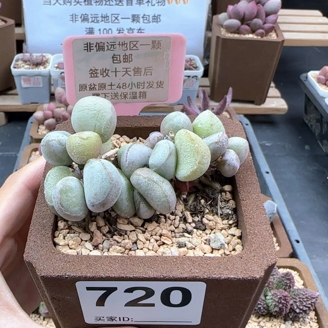 720硬叶白蛋多肉