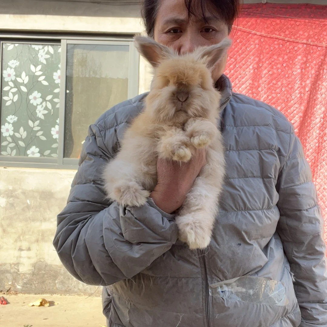 英系安哥拉宠物兔子