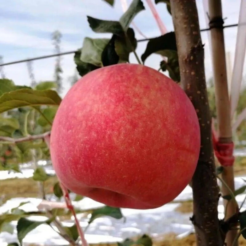 甘肃庆阳红富士苹果新鲜现摘皮薄肉厚脆甜可口