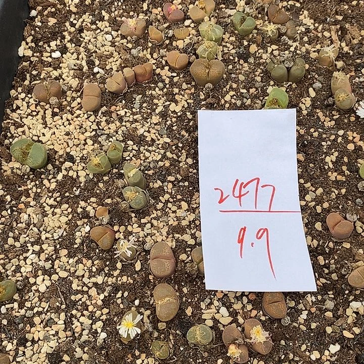 2477清框福利。