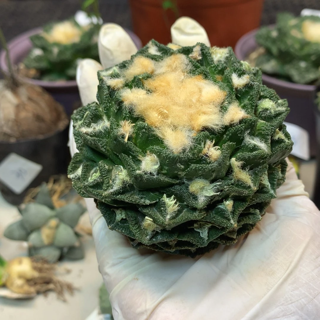 35号 出根 状态深割尤新顿岩牡丹 8公分