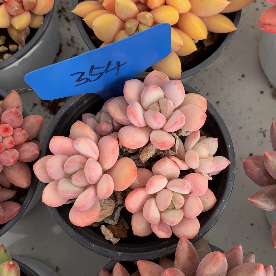 胖体奶糖6262626266272