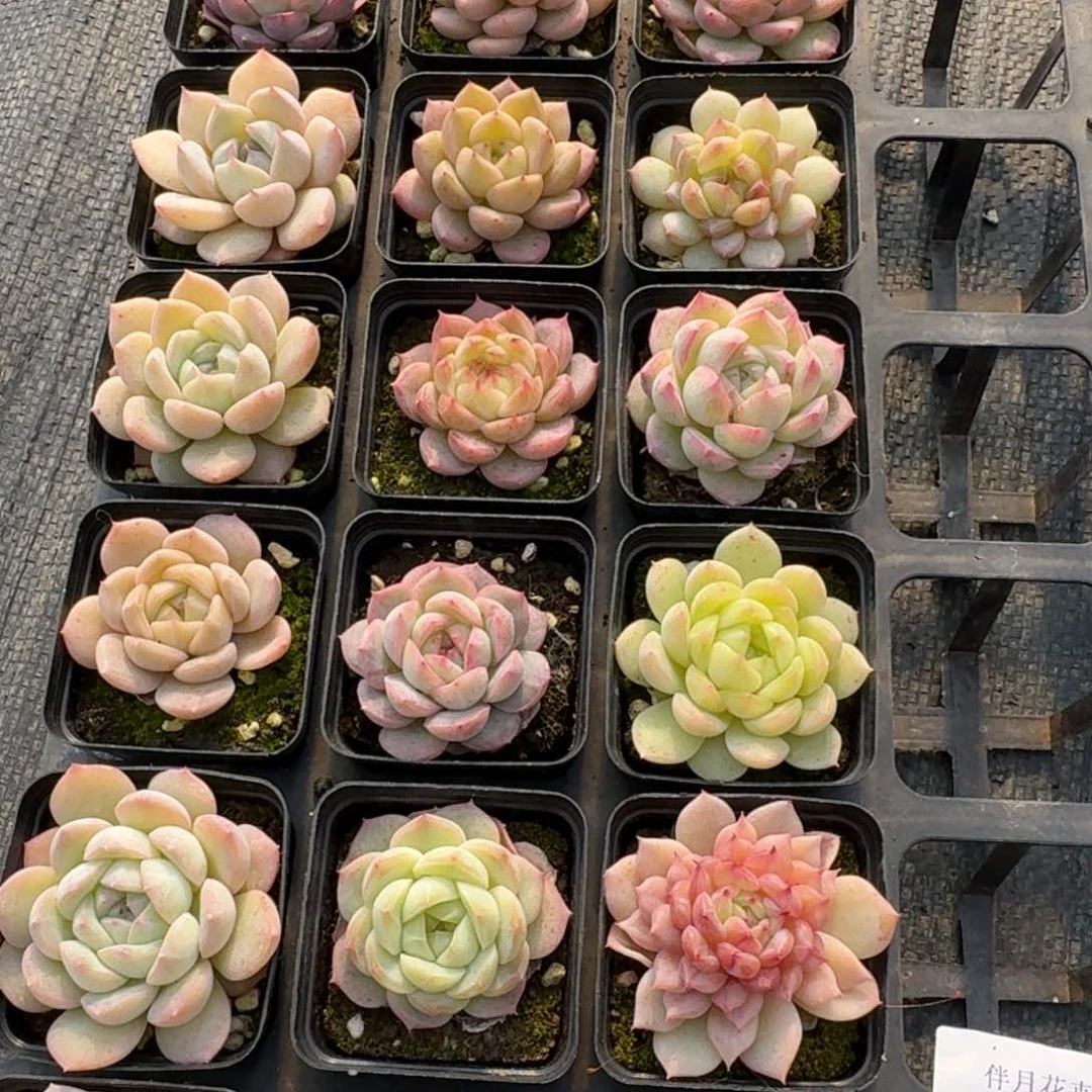 美尼糖心珍妮普通杂交25-195