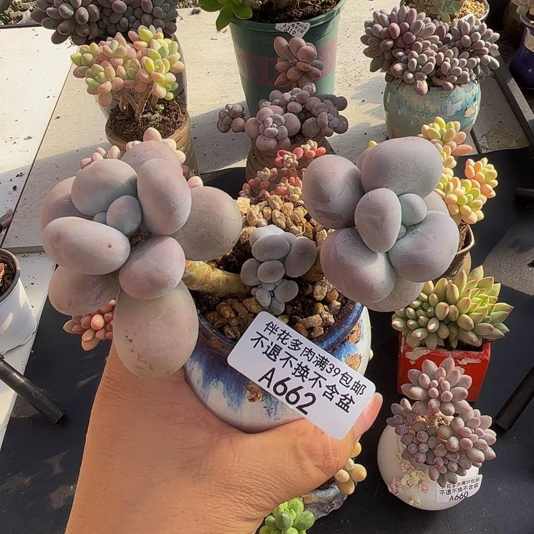 芭比奶酪662/9cm多肉