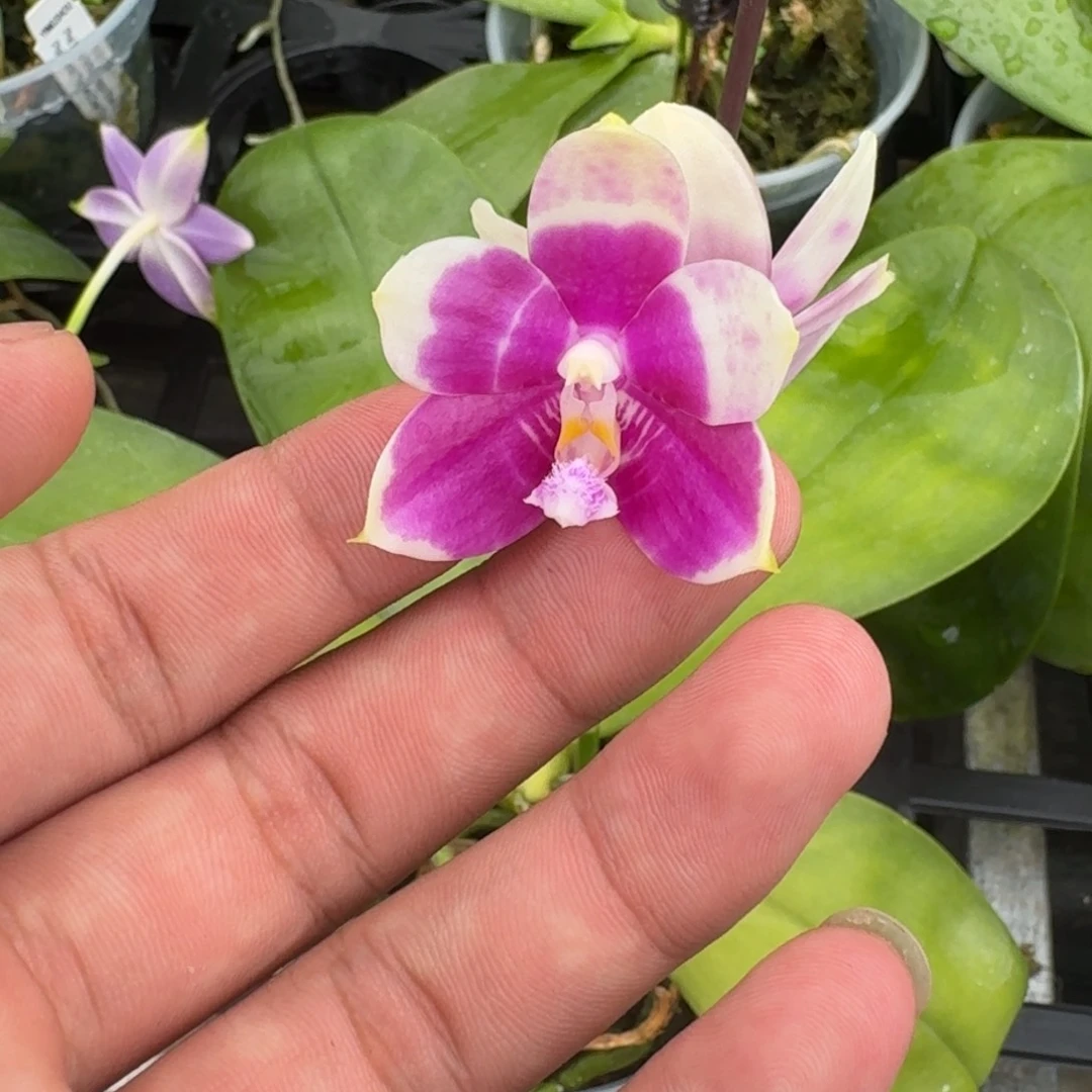 当前无花栽培后可以开花l100 瑕疵三寸ys1150