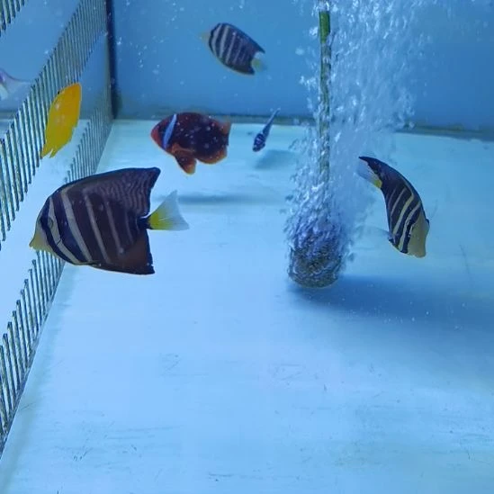 3+篮圈海水鱼一条
