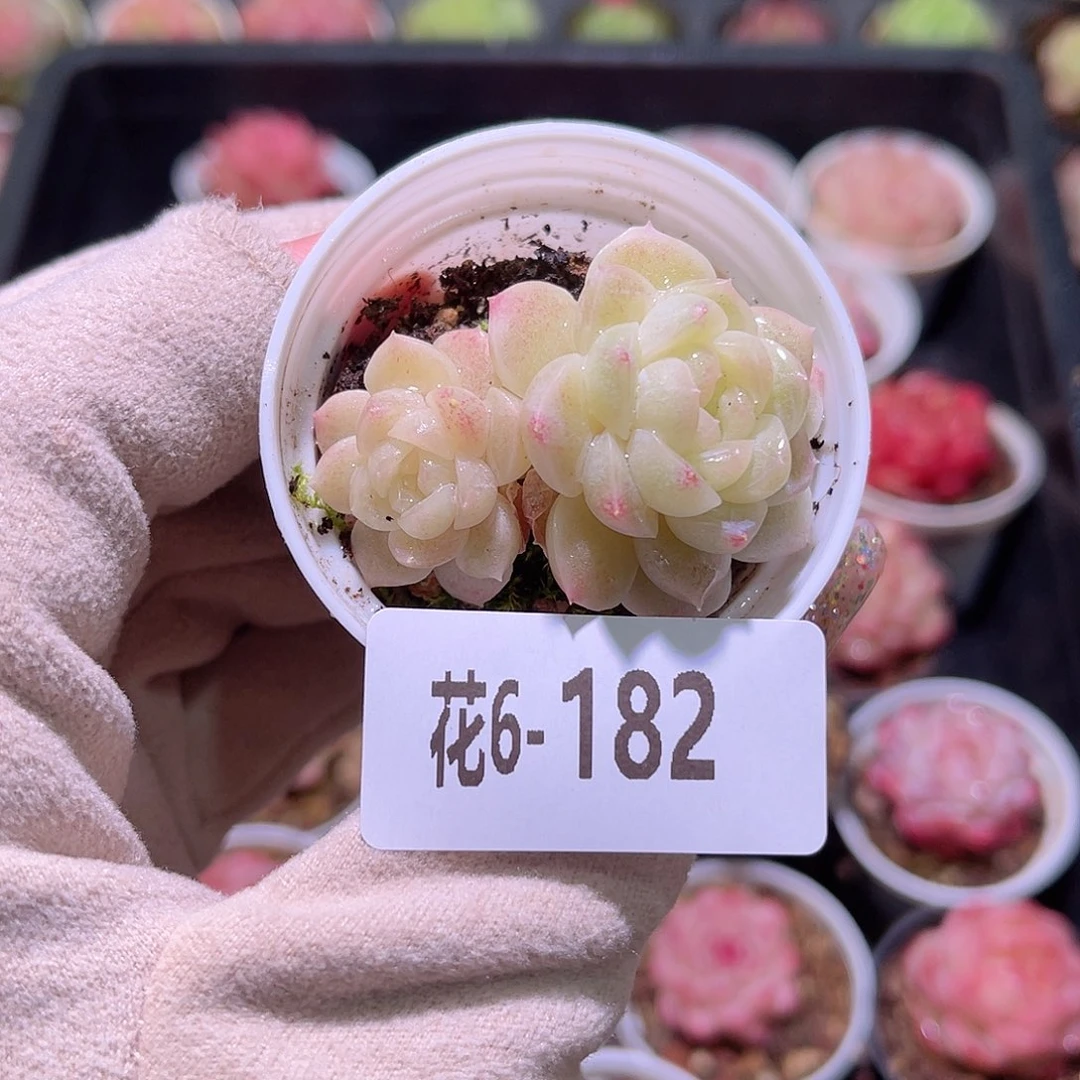 花利美6-182白梦带仔