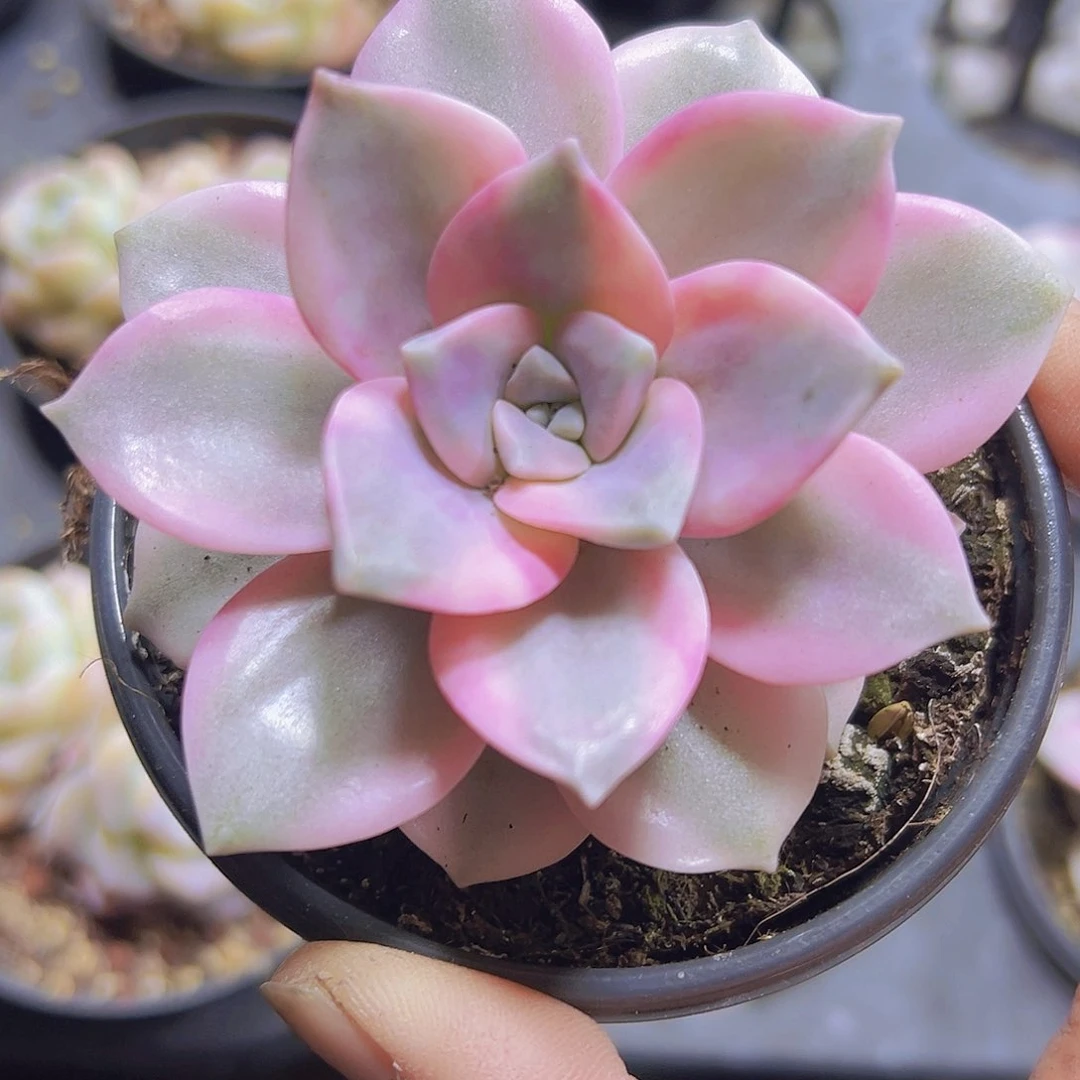 紫乐锦19包邮多肉植物