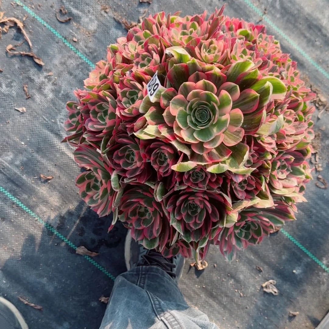 七***花689男神多肉植物