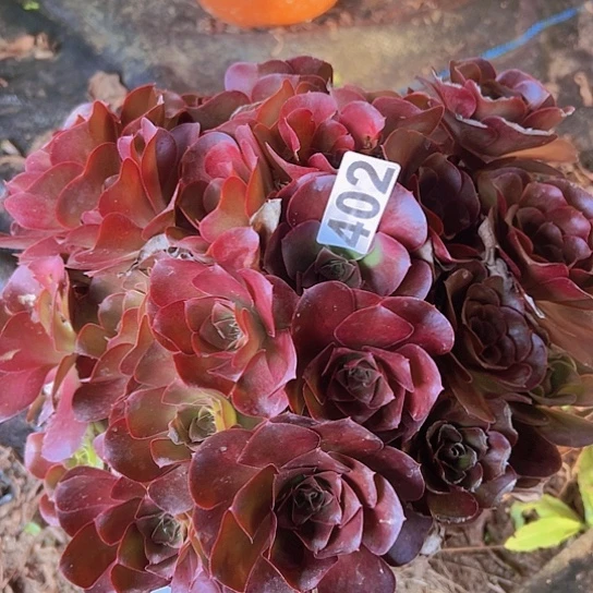过***生多肉植物一个美金