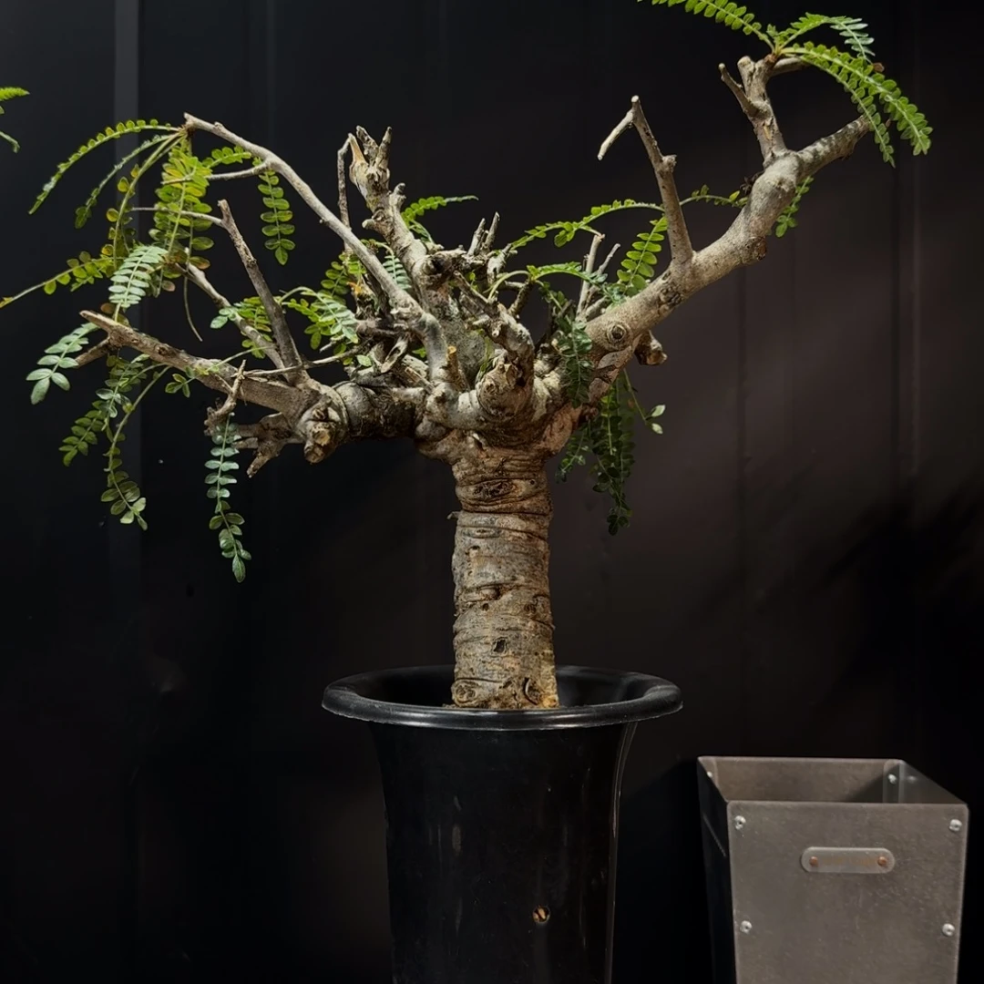 尼勒达熟桩带盆土