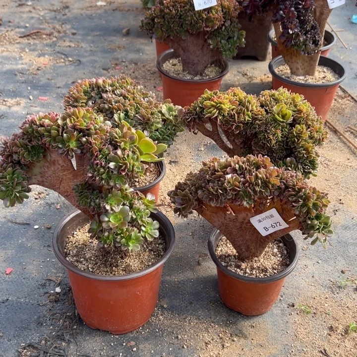 【**】672 玫瑰共4棵