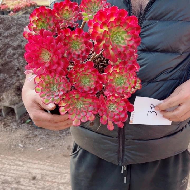 红铜二加伦38号多肉法师