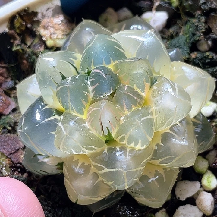 566糊斑水中月锦特选福利