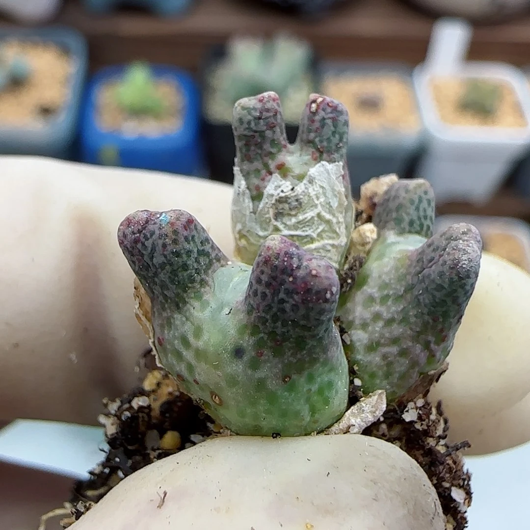 531鹿角斑马福利