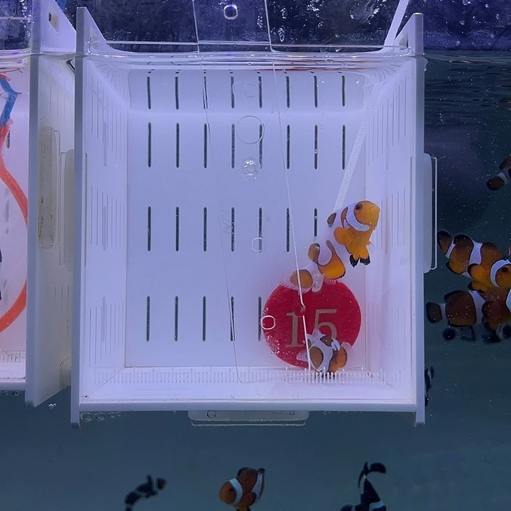 海水鱼达芬奇小丑