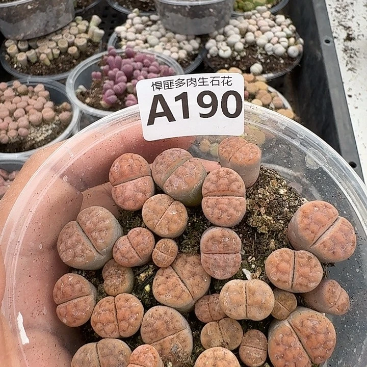 190多肉植物多肉植物