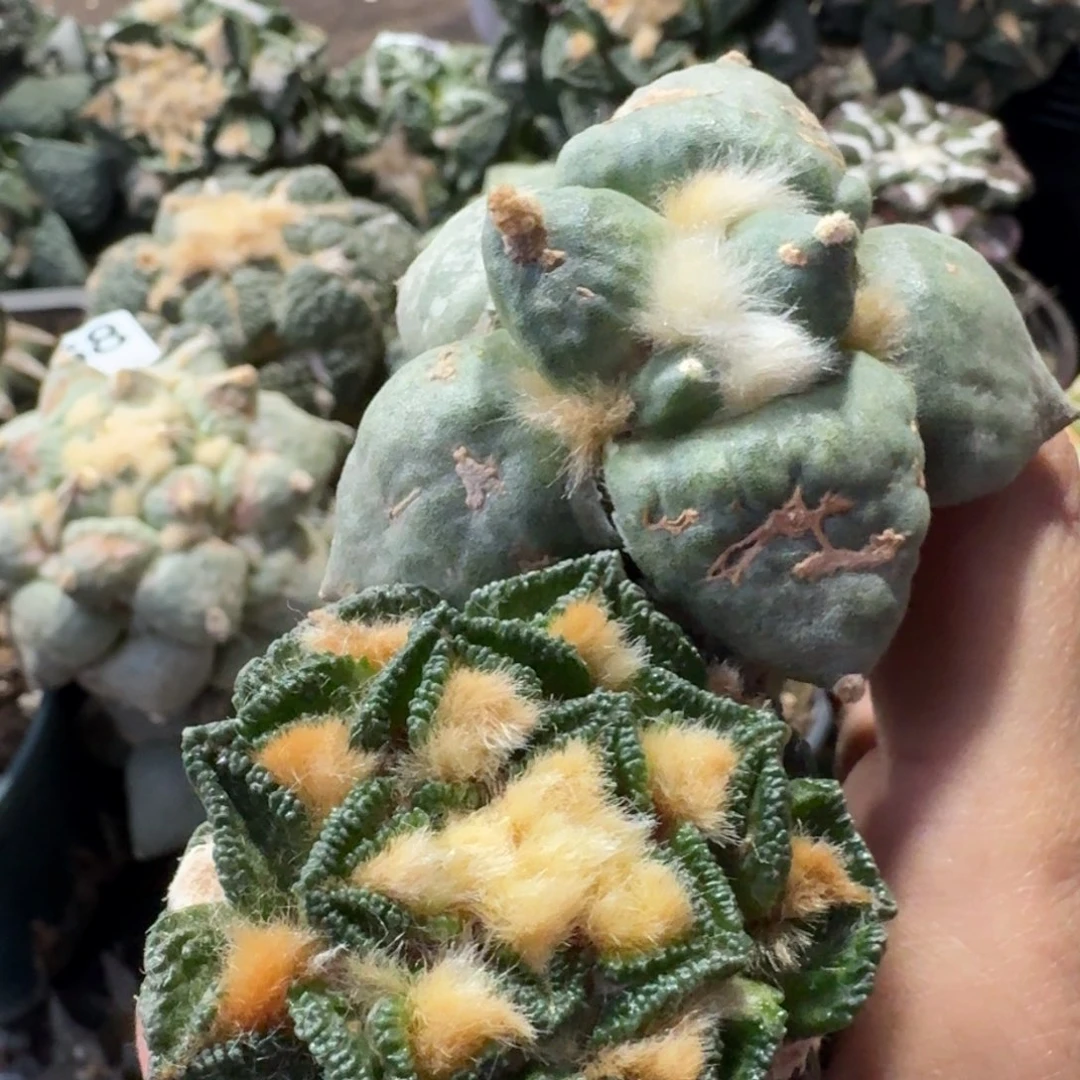 【闪购商品】两颗牡丹青瓷和辛顿238