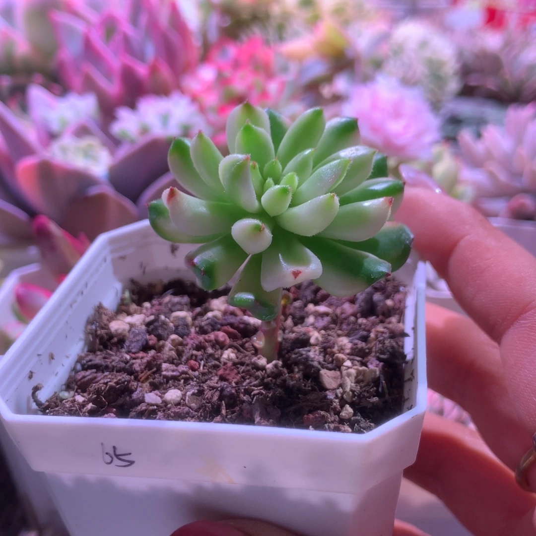 小灯笼腹轮锦有根