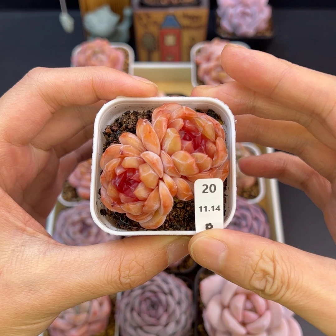 红恋20、哈哈哈哈哈