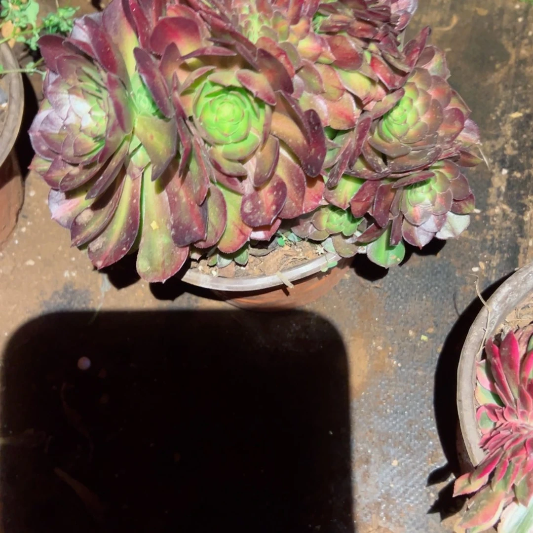 929 号多肉法师植物新年福利