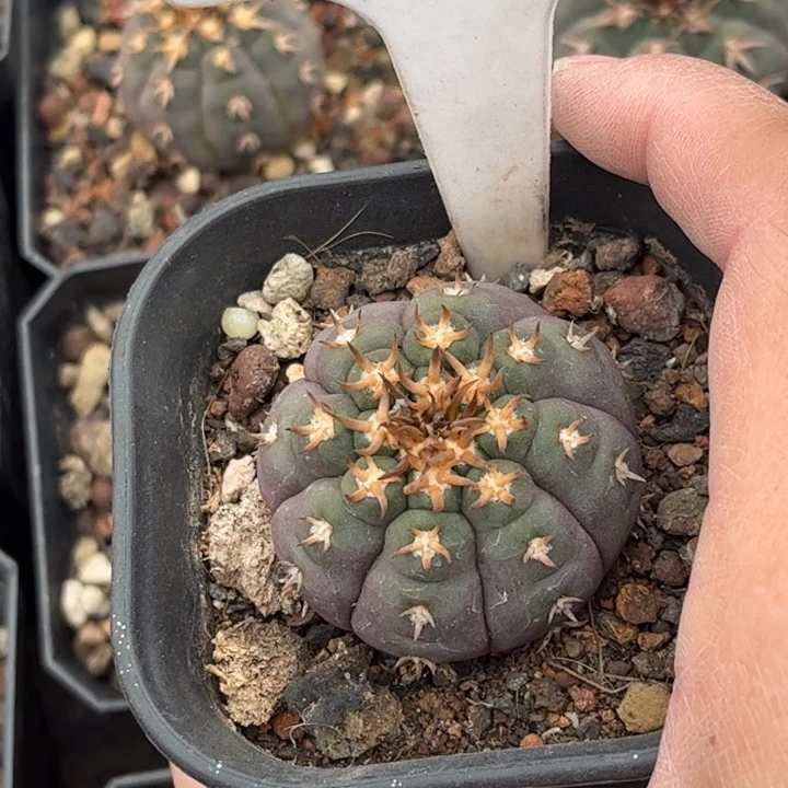 过*9912实生猫爪好养