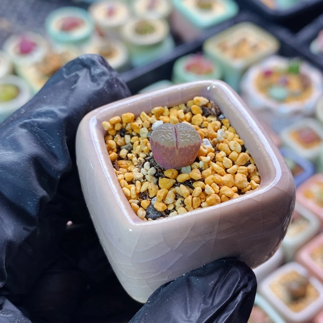 蘑**象4146--一物一拍 带盆