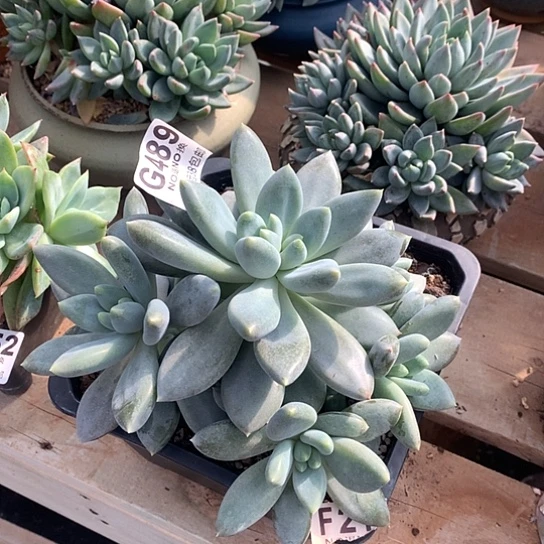 胖体哥特大群489 亏本处理退款拉黑7-8天发挥