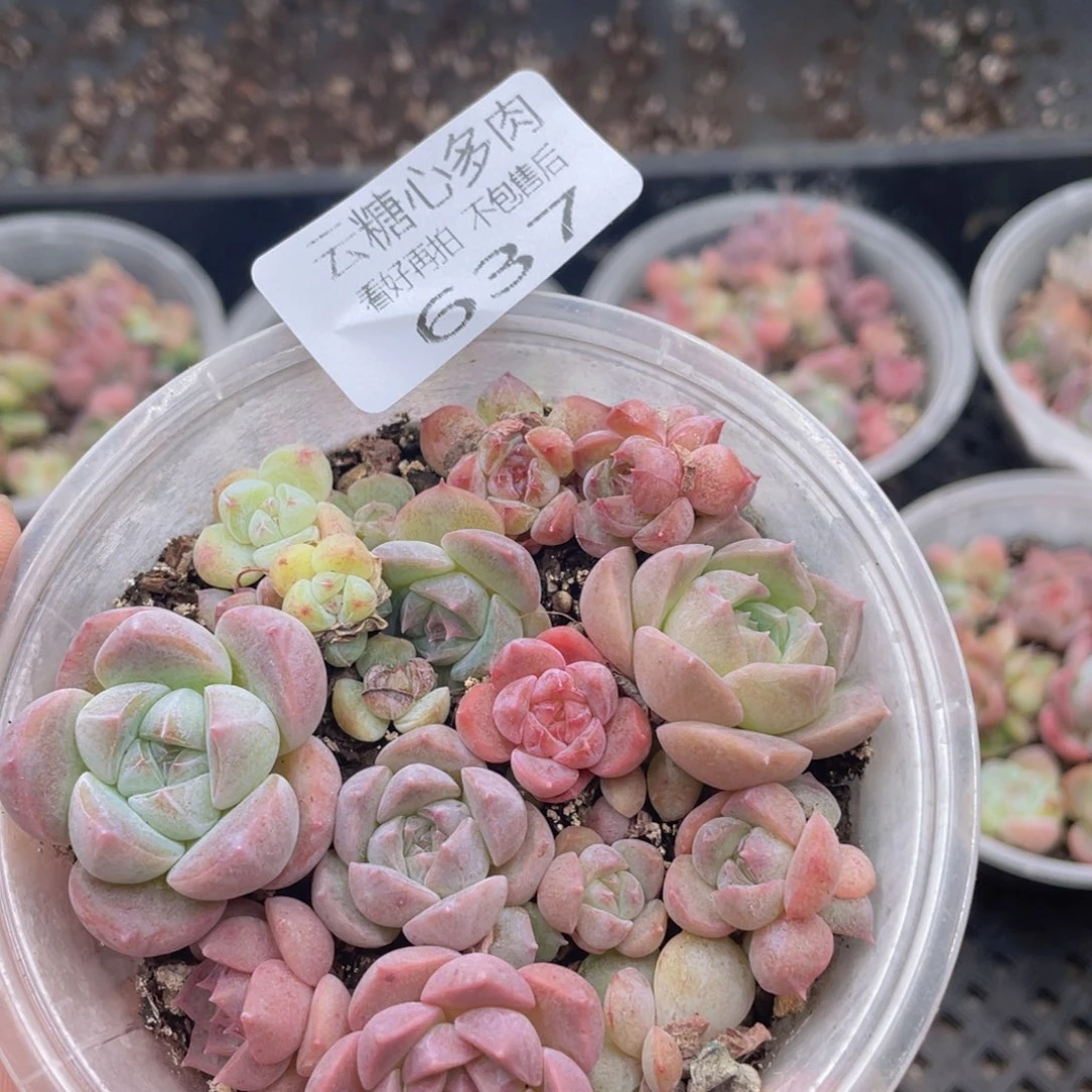 云糖心多肉植物637