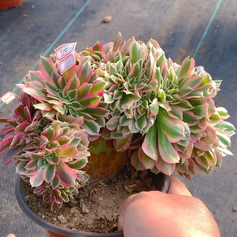 950粉女巫多肉植物