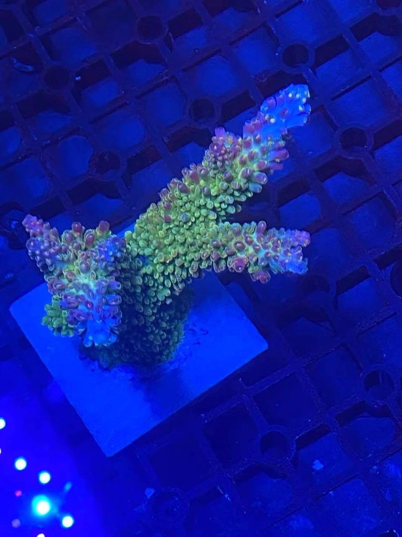 硬骨珊瑚SPS珊瑚母体