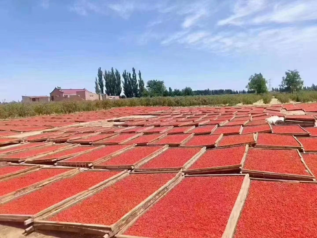 正宗宁夏中卫当季头茬大枸杞无熏染自然晾晒颗颗饱满滋补肝肾