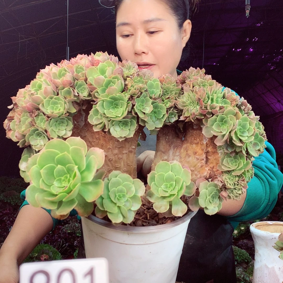 柒柒精品多肉脱土发货不包断侧枝901