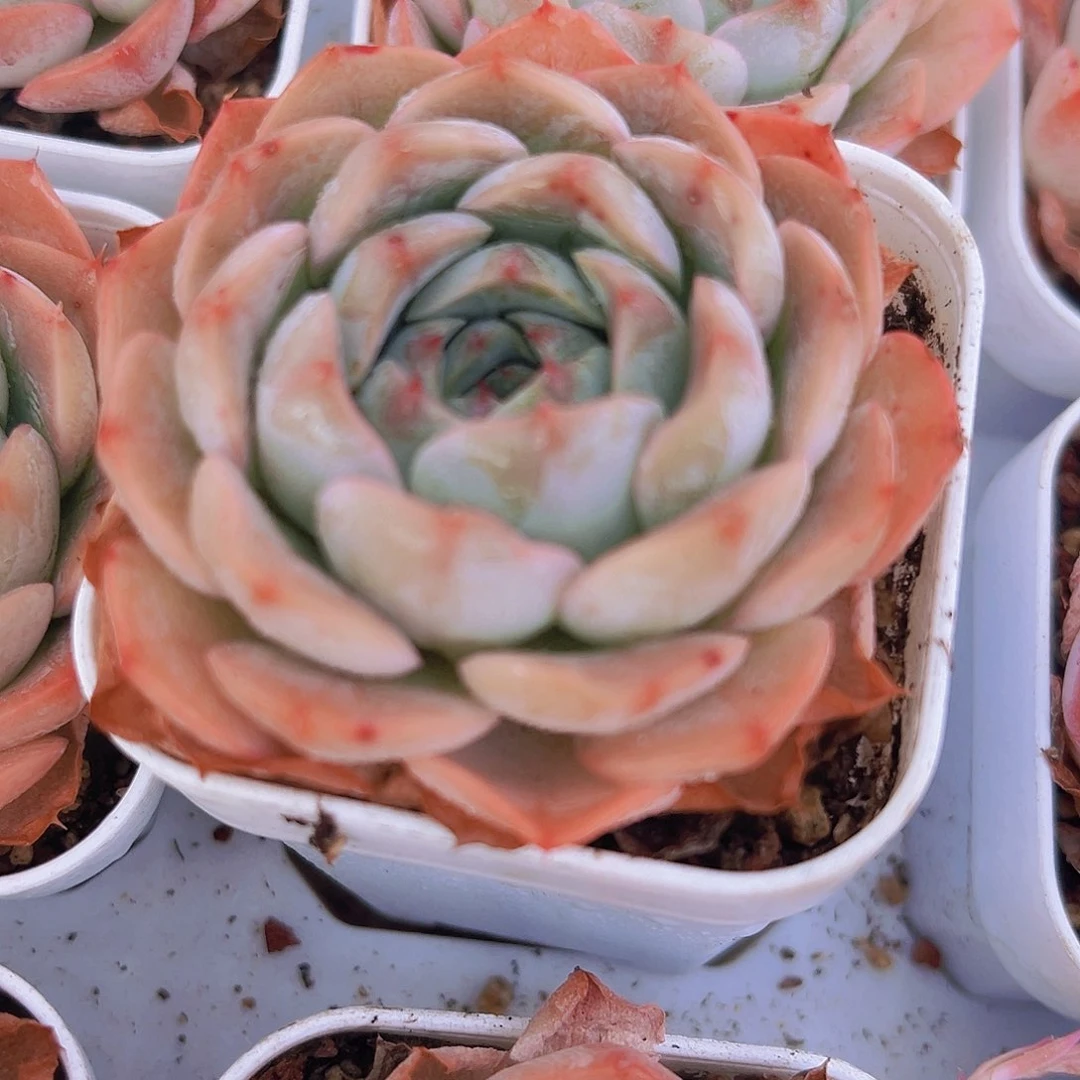 橙包子19包邮多肉