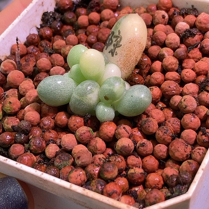 姑***姑奶杂多肉植物多肉