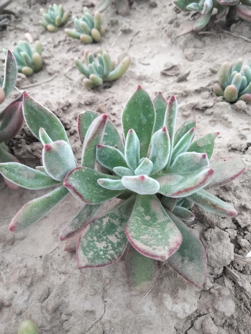 兔耳朵多肉植物2颗一组