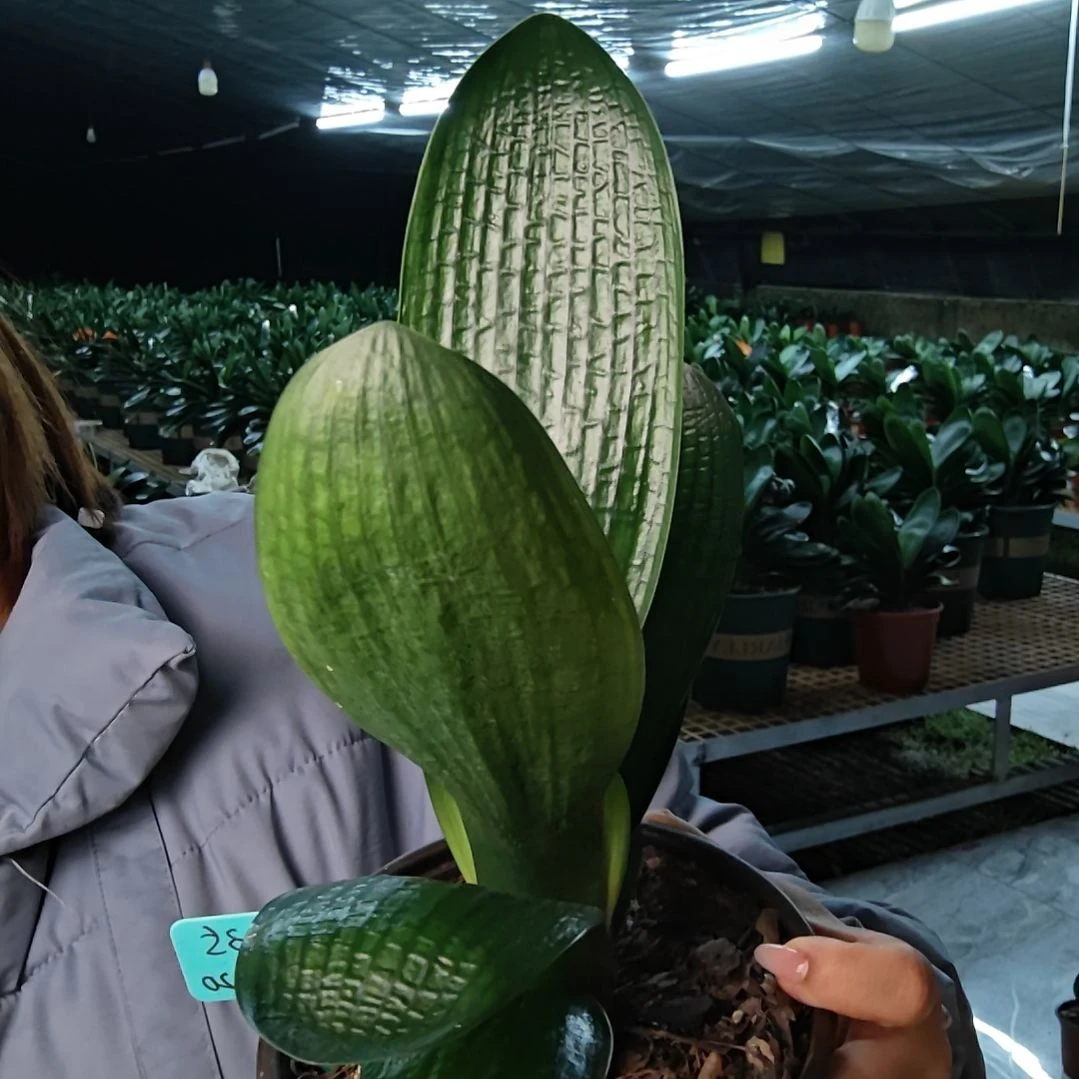 完全开放君子兰两年